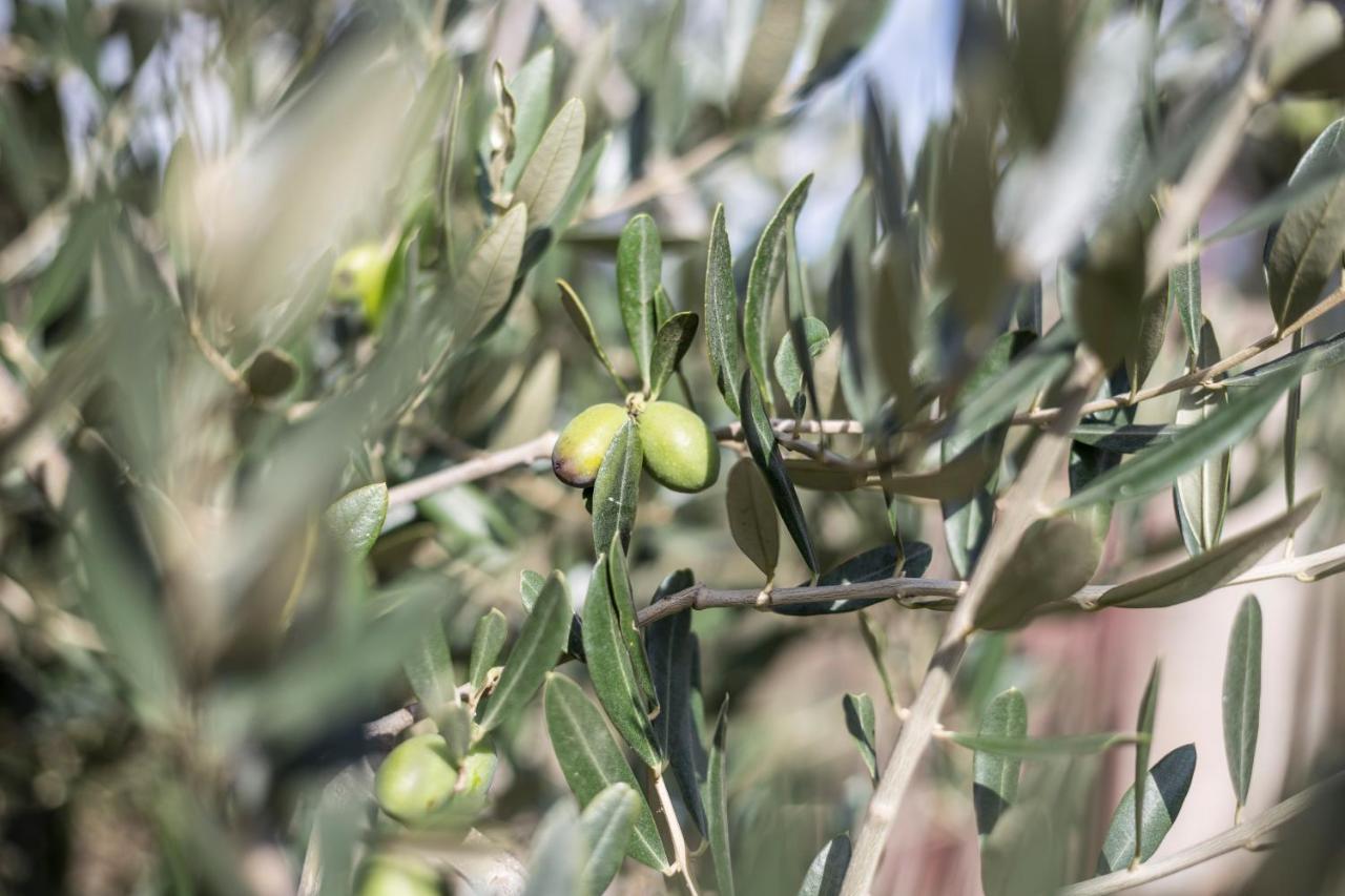 Gallo Fino Ricadi Exterior foto